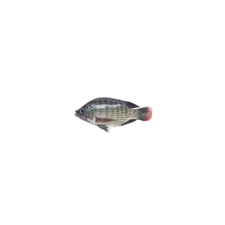 Frozen Tilapia - $3.99/LB