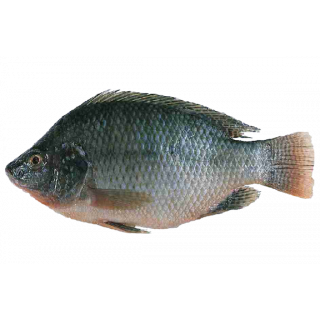 Frozen Tilapia - $3.99/LB