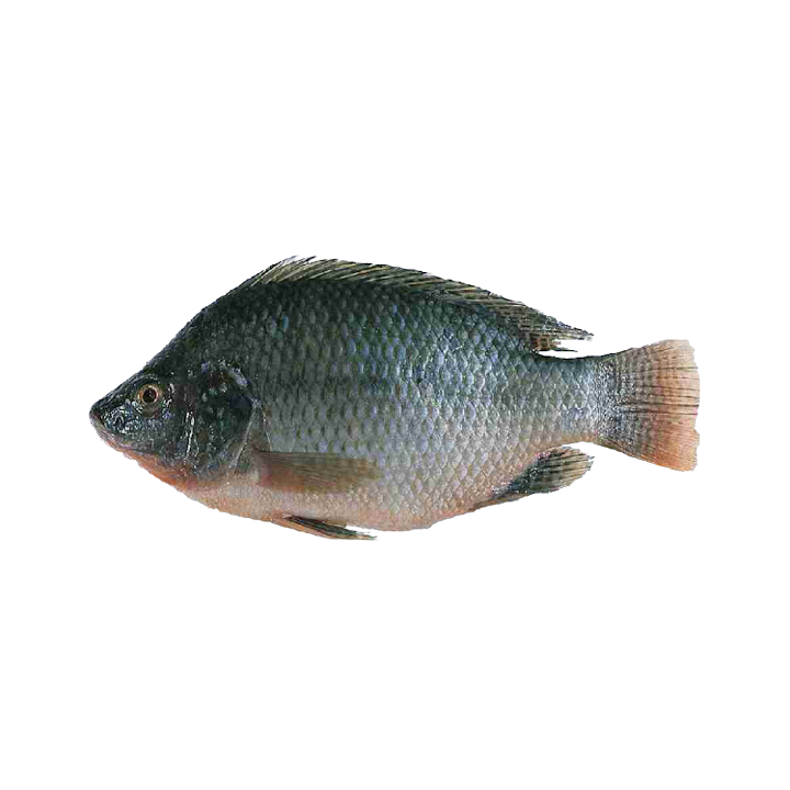 Frozen Tilapia - $3.99/LB