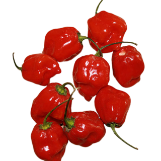 Red Habanero Pepper - $5.99/LB