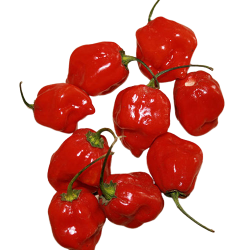 Red Habanero Pepper - $5.99/LB