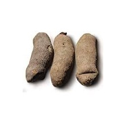 African Yam - 50 LBS Case