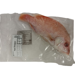 NEF Scarlet (Red) Snapper Fish