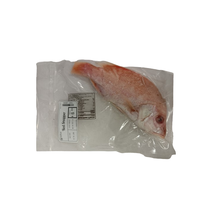NEF Scarlet (Red) Snapper Fish
