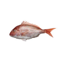 NEF Scarlet (Red) Snapper Fish