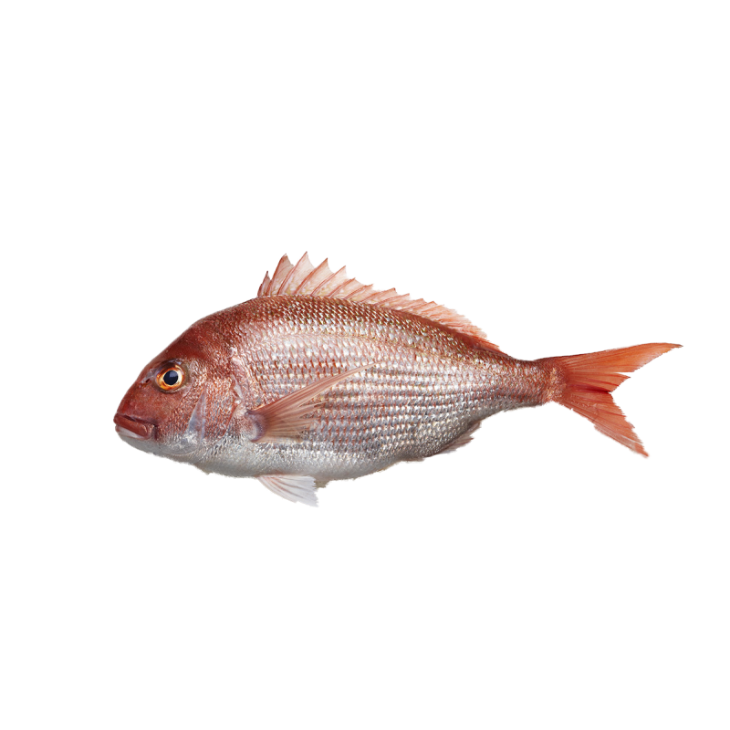NEF Scarlet (Red) Snapper Fish