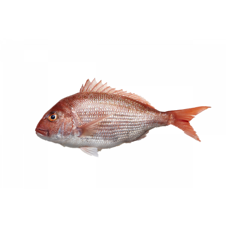 NEF Scarlet (Red) Snapper Fish