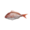 NEF Scarlet (Red) Snapper Fish
