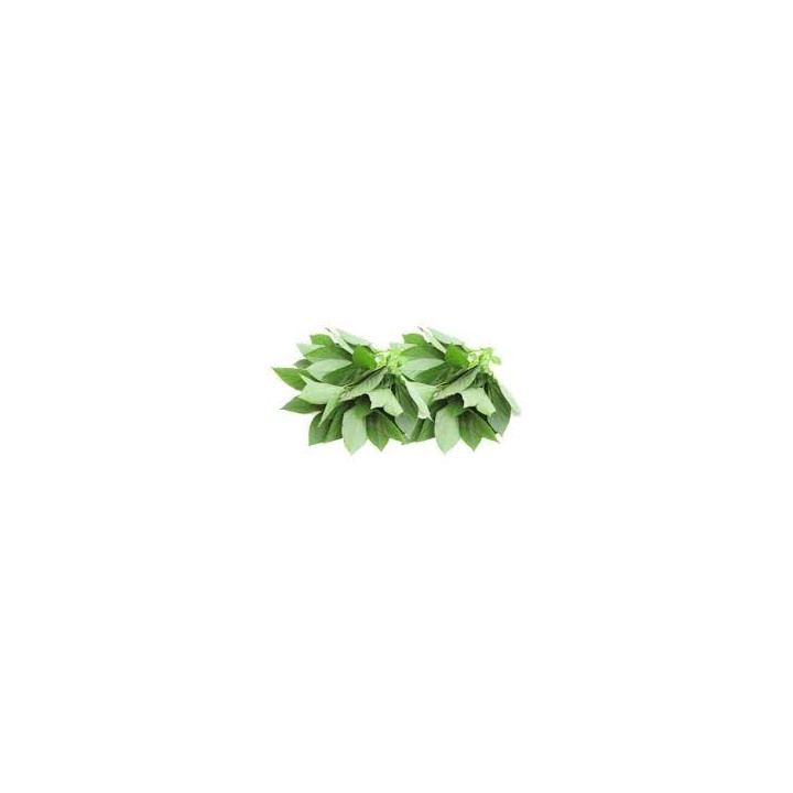 Pacific Isles Frozen Jute (Ewedu) Leaves 8oz
