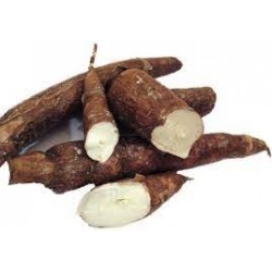 Cassava ( Yuca yucca )...