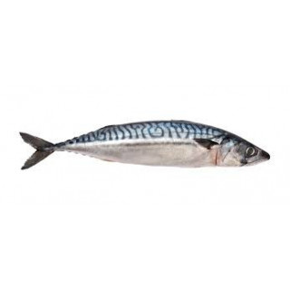 NEF Spotted Mackerel Fish - $5.99/LBS