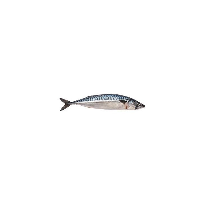 NEF Spotted Mackerel Fish - $5.99/LBS
